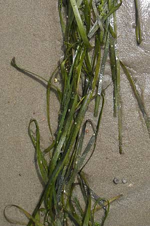 Zostera marina \ Gewhnliches Seegras, S Varberg 4.8.2010