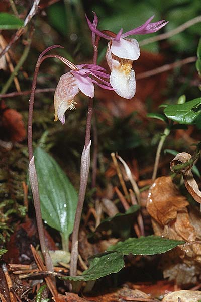 Calypso bulbosa \ Norne, Knollige Calypso / Calypso, Fairy Slipper Orchid, S  Muddus National-Park 17.6.1995 