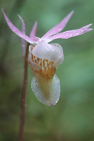 Calypso bulbosa \ Norne, Knollige Calypso / Calypso, Fairy Slipper Orchid, S  Muddus National-Park 17.6.1995 