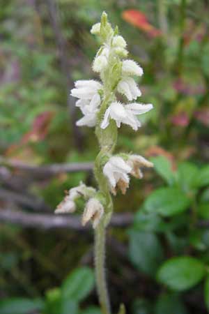 Goodyera repens \ Kriechendes Netzblatt, S  Norra Kvill 11.8.2009 