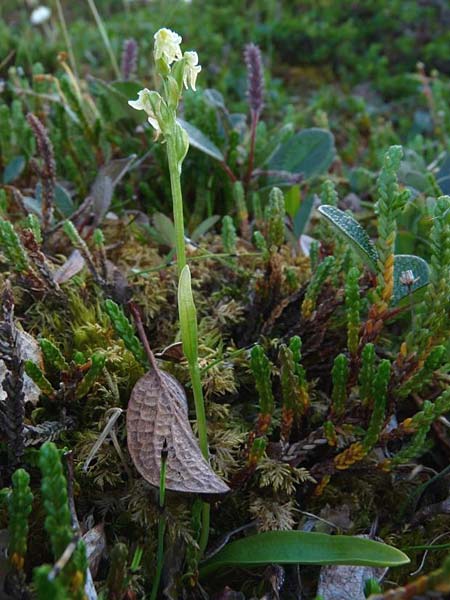 Platanthera oligantha \ Wenigblütige Waldhyazinthe / Blunt-Leaved Orchid, Small Northern Bog Orchid, S  Abisko 3.7.2016 (Photo: Christoph Gerbersmann)