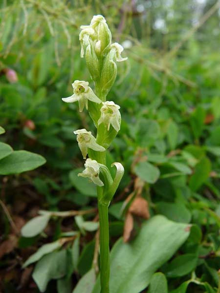 Platanthera oligantha \ Wenigblütige Waldhyazinthe / Blunt-Leaved Orchid, Small Northern Bog Orchid, S  Abisko 9.7.2016 (Photo: Christoph Gerbersmann)