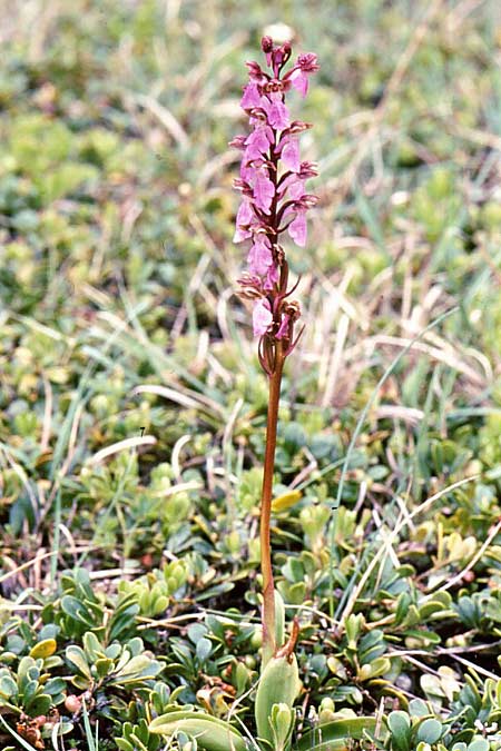 Orchis spitzelii \ Spitzels Knabenkraut / Spitzel's Orchid (forma gotlandica), S  Gotland, Harudden 3.6.2005 (Photo: Jan & Liesbeth Essink)