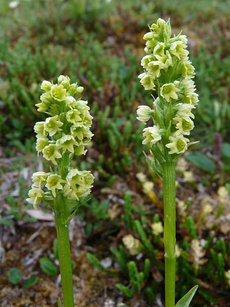 Pseudorchis albida subsp. straminea / White Mountain Orchid, Vanilla-Scent Bog Orchid, S  Abisko 3.7.2016 (Photo: Christoph Gerbersmann)