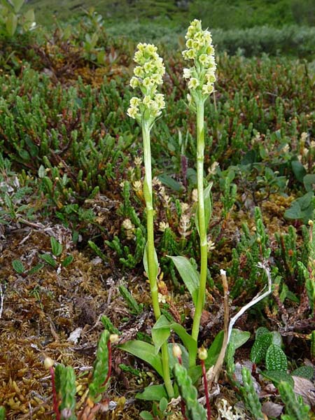 Pseudorchis albida subsp. straminea / White Mountain Orchid, Vanilla-Scent Bog Orchid, S  Abisko 3.7.2016 (Photo: Christoph Gerbersmann)