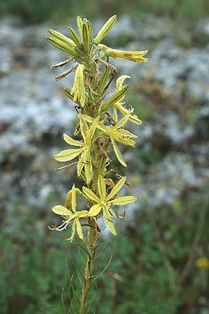 Asphodeline lutea \ Junkerlilie, Gelber Affodill / Yellow Asphodel, Sizilien/Sicily Ferla 1.4.1998