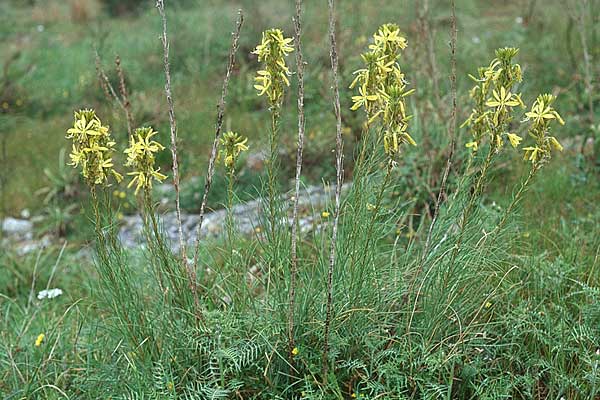 Asphodeline lutea \ Junkerlilie, Gelber Affodill / Yellow Asphodel, Sizilien/Sicily Ferla 1.4.1998