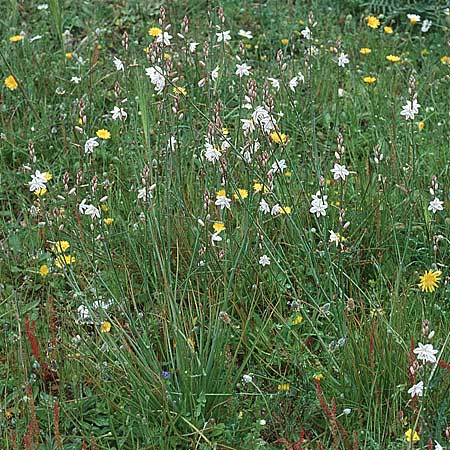 Asphodelus fistulosus \ Rhriger Affodill, Sizilien Ferla 1.4.1998