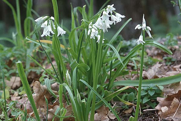 Allium triquetrum / Three-cornered Garlic, Sicily Ficuzza 30.3.1998