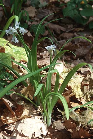 Allium triquetrum / Three-cornered Garlic, Sicily Isnello 6.4.1998