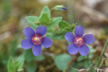 Lysimachia foemina \ Blauer Gauchheil / Blue Pimpernel, Sizilien/Sicily Palermo, Monte Catalfano 30.3.1998