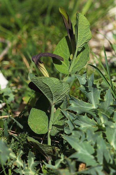 Aristolochia rotunda \ Rundknollige Osterluzei / Round-Rooted Birthwort, Smearwort, Sizilien/Sicily Bosco di Ficuzza 20.4.2016 (Photo: Uwe & Katja Grabner)