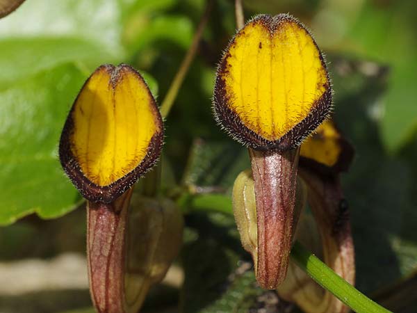 Aristolochia sempervirens \ Immergrne Osterluzei / Evergreen Birthwort, Sizilien/Sicily Solarino 14.4.2016 (Photo: Uwe & Katja Grabner)