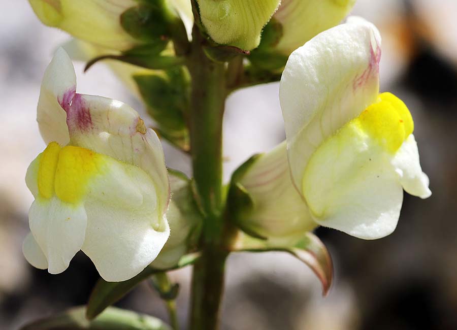 Antirrhinum siculum \ Sizilianisches Lwenmaul, Sizilien Monte Grosso 13.4.2016 (Photo: Uwe & Katja Grabner)