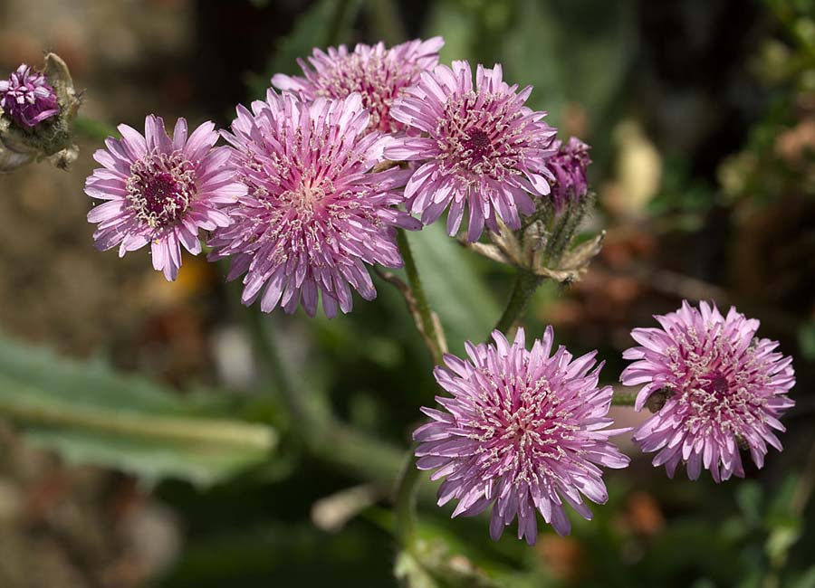 Crepis bivonana \ Bivona-Pippau / Bivona Hawk's-Beard, Sizilien/Sicily Ficuzza 19.4.2016 (Photo: Uwe & Katja Grabner)