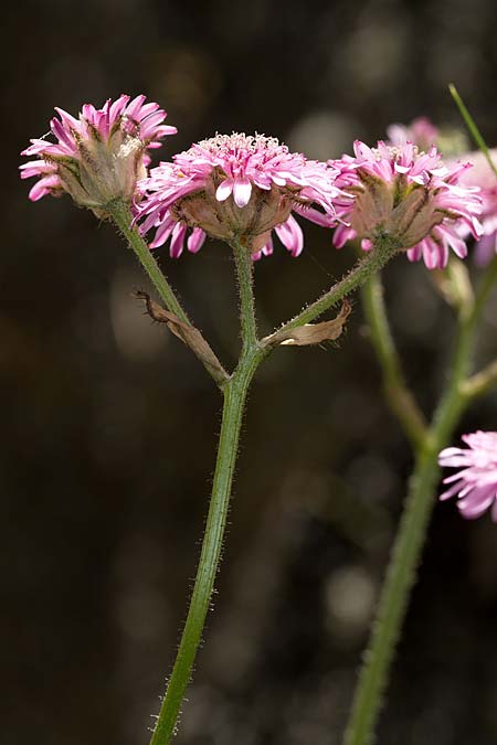 Crepis bivonana \ Bivona-Pippau / Bivona Hawk's-Beard, Sizilien/Sicily Ficuzza 19.4.2016 (Photo: Uwe & Katja Grabner)