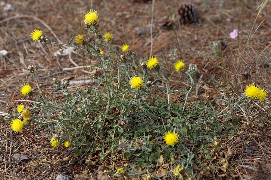 Centaurea sicula / Sicilian Knapweed, Sicily Monte Grosso 27.4.2016 (Photo: Uwe & Katja Grabner)