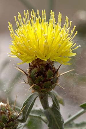 Centaurea sicula \ Sizilianische Flockenblume, Sizilien Monte Grosso 27.4.2016 (Photo: Uwe & Katja Grabner)