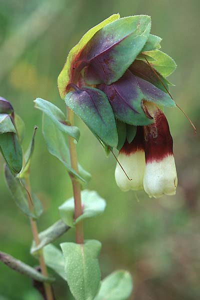 Cerinthe major \ Groe Wachsblume / Greater Honeywort, Sizilien/Sicily Passo delle Pantanelle 31.3.1998