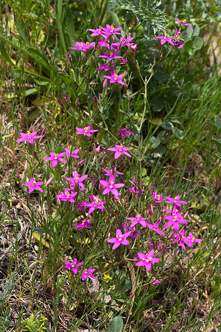 Centaurium grandiflorum \ Grobltiges Tausendgldenkraut, Sizilien Enna 18.4.2016 (Photo: Uwe & Katja Grabner)