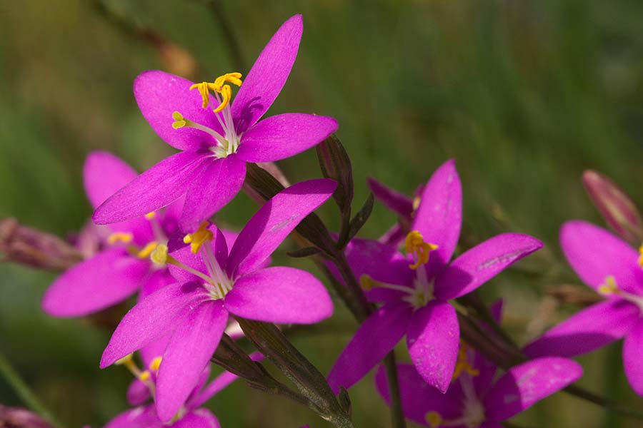 Centaurium grandiflorum / Large-Flowered Centaury, Sicily Enna 18.4.2016 (Photo: Uwe & Katja Grabner)