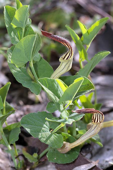 Aristolochia clusii / Green-Flowered Birthwort, Sicily Bosco di Santo Pietro (Caltagirone) 4.4.2015 (Photo: Uwe & Katja Grabner)