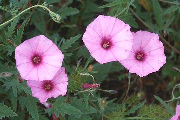 Convolvulus althaeoides \ Malvenblttrige Winde, Sizilien Vittoria 28.4.1998