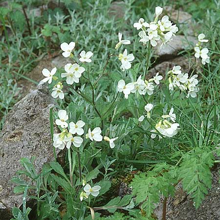 Arabis alpina subsp. alpina \ Alpen-Gnsekresse / Alpine Rock-Cress, Sizilien/Sicily Piano Zucchi 1.5.1998