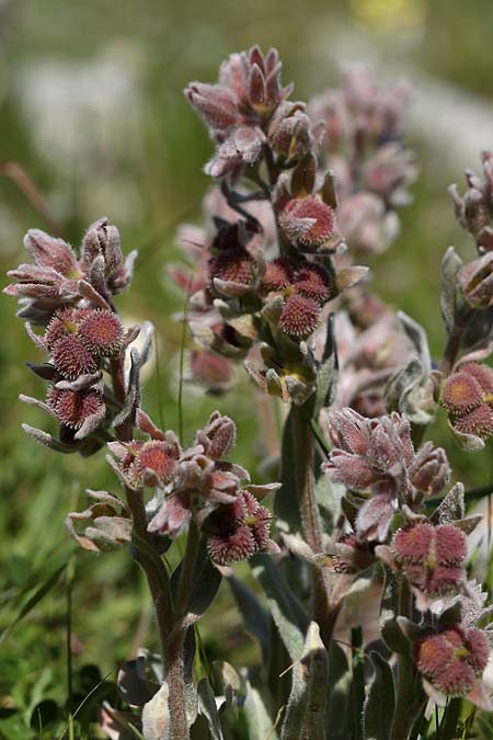 Cynoglossum cheirifolium \ Goldlackblttrige Hundszunge, Sizilien Monte Grosso 29.3.2015 (Photo: Uwe & Katja Grabner)