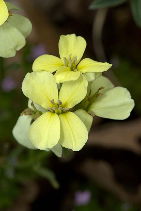 Erysimum bonannianum \ Bonannos Schterich / Bonanno Treacle Mustard, Sizilien/Sicily Madonie 23.4.2016 (Photo: Uwe & Katja Grabner)