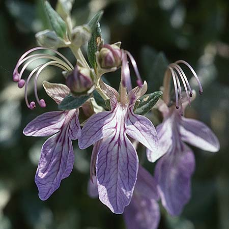 Teucrium fruticans \ Strauchiger Gamander, Sizilien Monte Venere 26.4.1998