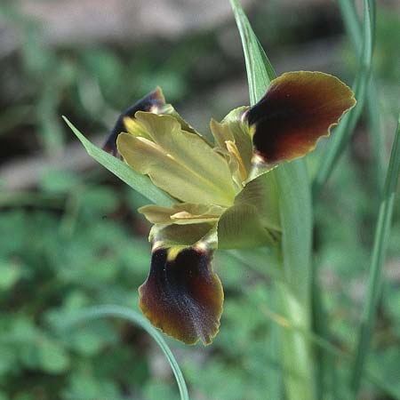 Iris tuberosa / Snake's-Head Iris, Sicily Passo delle Pantanelle 11.3.2002