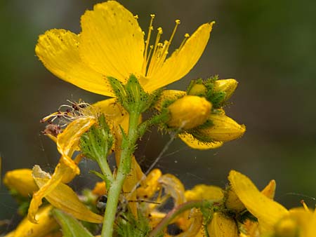 Hypericum perfoliatum \ Durchwachsenblttriges Johanniskraut / Perfoliate St. John's-Wort, Sizilien/Sicily Lago di Rosalia 27.4.2016 (Photo: Uwe & Katja Grabner)