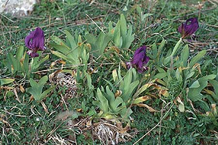 Iris pseudopumila \ Sizilianische Zwerg-Iris / Sicilian Dwarf Iris, Sizilien/Sicily Piano Battaglia 6.4.1998