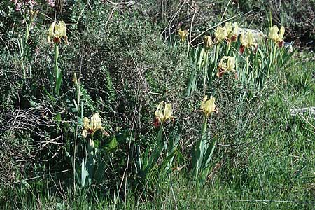 Iris pseudopumila \ Sizilianische Zwerg-Iris / Sicilian Dwarf Iris, Sizilien/Sicily Noto 12.3.2002