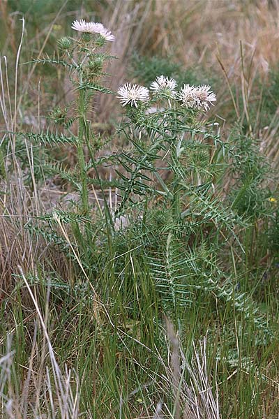 Galactites tomentosa \ Milchfleck-Distel, Sizilien Palermo, Monte Catalfano 30.3.1998