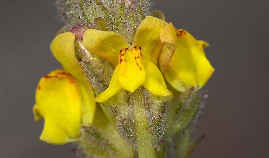 Linaria heterophylla \ Verschiedenblttriges Leinkraut / Variousleaf Toadflax, Sizilien/Sicily Linguaglossa 25.4.2016 (Photo: Uwe & Katja Grabner)