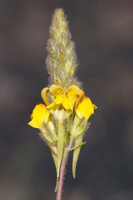 Linaria heterophylla \ Verschiedenblttriges Leinkraut / Variousleaf Toadflax, Sizilien/Sicily Linguaglossa 25.4.2016 (Photo: Uwe & Katja Grabner)