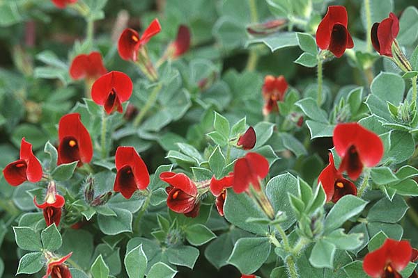 Lotus tetragonolobus \ Rote Spargelbohne / Winged Pea, Sizilien/Sicily Villafrati 30.3.1998