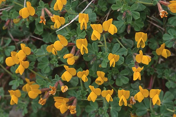 Lotus edulis \ Essbarer Hornklee / Edible Bird's-Foot Trefoil, Sizilien/Sicily Villafrati 30.3.1998