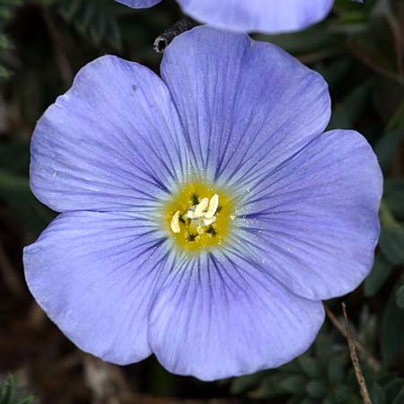 Linum punctatum \ Sizilianischer Lein, Sizilien Madonie 23.4.2016 (Photo: Uwe & Katja Grabner)