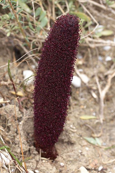 Cynomorium coccineum \ Malteserschwamm, Sizilien Trapani 21.4.2016 (Photo: Uwe & Katja Grabner)