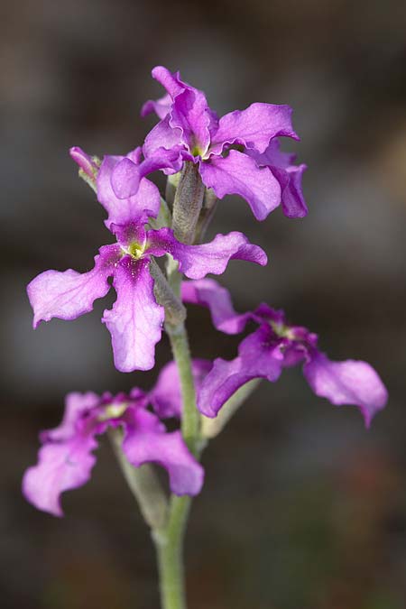 Matthiola fruticulosa \ Trbe Levkoje, Kleine Levkoje, Sizilien Madonie 23.4.2016 (Photo: Uwe & Katja Grabner)