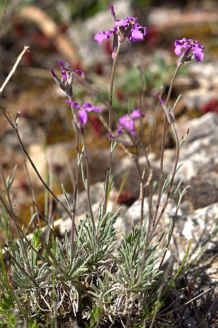 Matthiola fruticulosa \ Trbe Levkoje, Kleine Levkoje, Sizilien Madonie 23.4.2016 (Photo: Uwe & Katja Grabner)