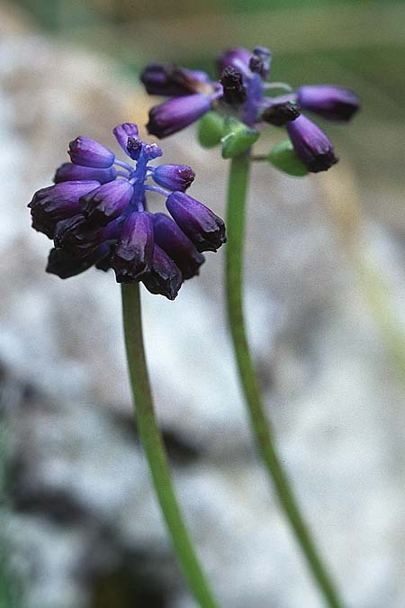 Muscari lafarinae \ La-Farina Traubenhyazinthe, Sizilien Palermo, Monte Catalfano 30.3.1998