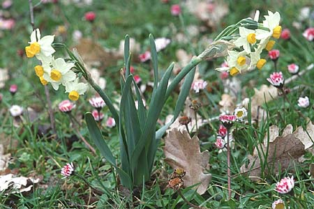 Narcissus tazetta \ Tazette / Bunch-flowered Narcissus, Sizilien/Sicily Ficuzza 30.3.1998