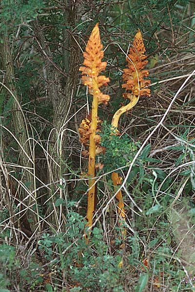 Orobanche variegata \ Bunte Sommerwurz / Variegated Broomrape, Sizilien/Sicily Passo delle Pantanelle 31.3.1998