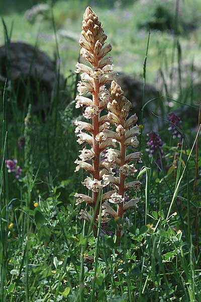 Orobanche crenata \ Gezhnelte Sommerwurz, Kerbige Sommerwurz / Carnation-scented Broomrape, Sizilien/Sicily Ferla 27.4.1998