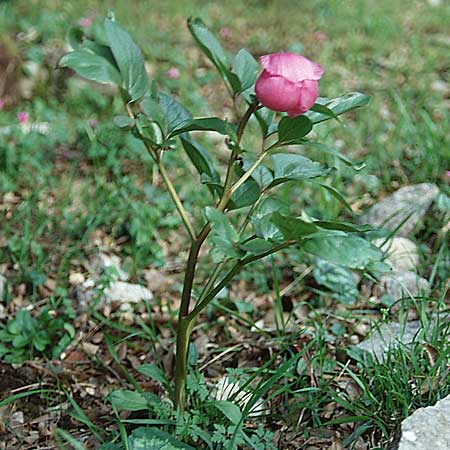 Paeonia mascula \ Groblttrige Pfingstrose / Balkan Peony, Sizilien/Sicily Piano Zucchi 6.4.1998
