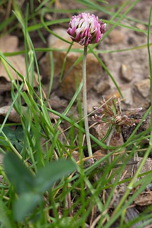 Trifolium bivonae \ Bivonas Klee, Sizilien Madonie 23.4.2016 (Photo: Uwe & Katja Grabner)